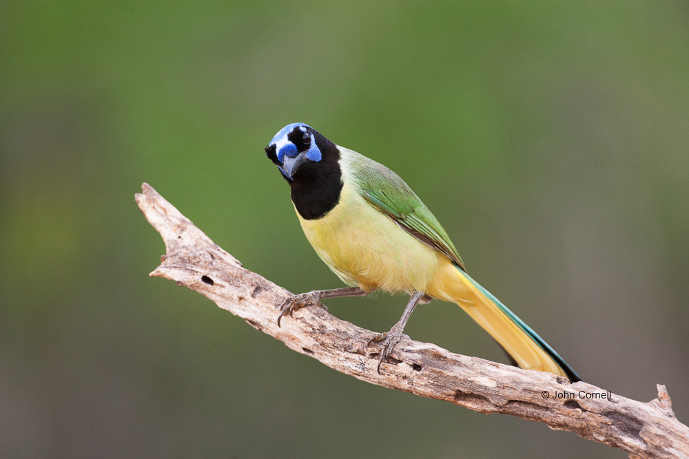 Cyanocorax yncas;Green Jay;Jay;One;avifauna;bird;birds;color image;color photograph;feather;feathered;feathers;natural;nature;outdoor;outdoors;wild;wilderness;wildlife